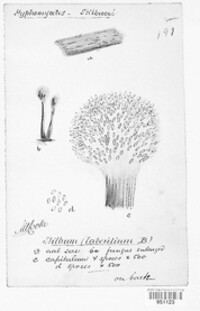 Tubercularia lateritia image